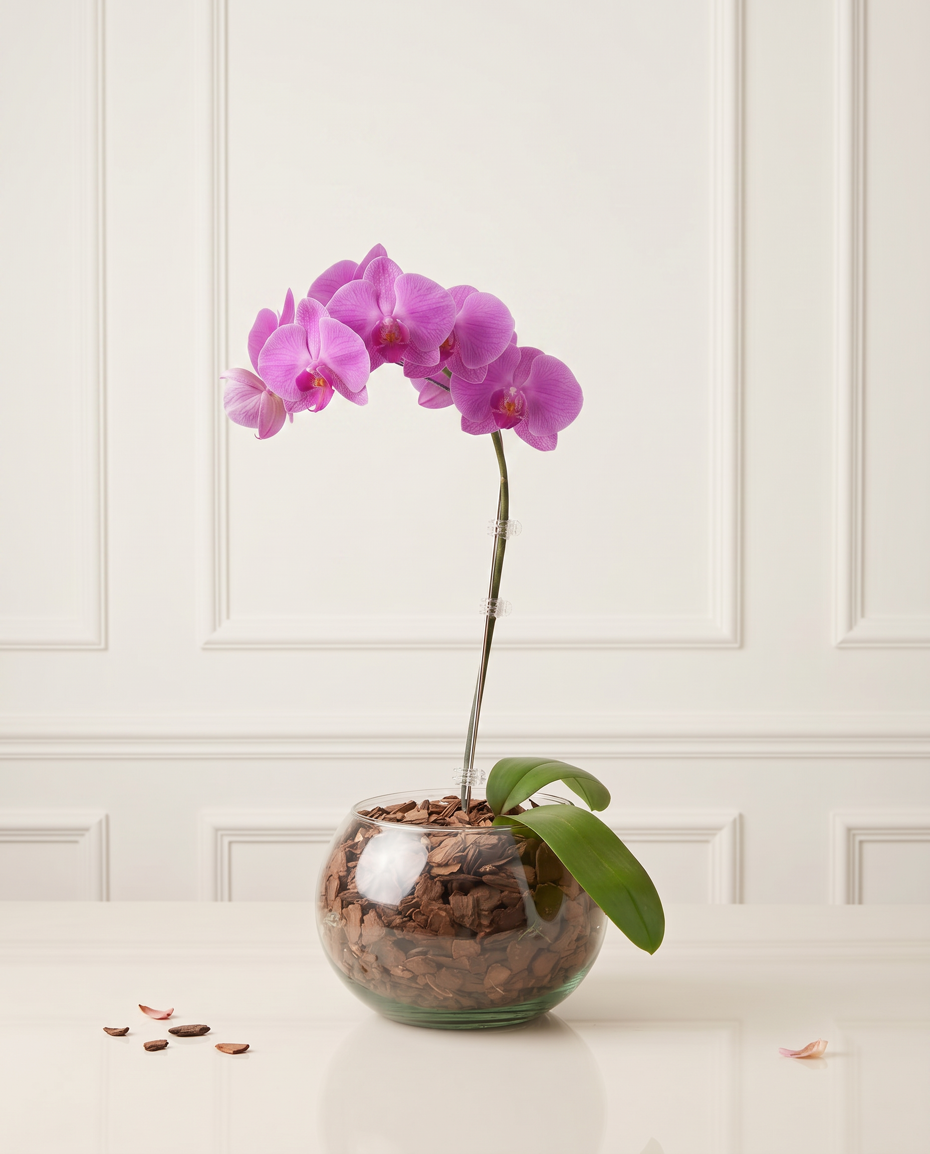 Arranjo Mieko — Orquídea 1 haste no aquário